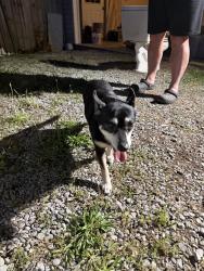 Reunited Female Dog last seen Hwy 127, Dunlap, TN 37327