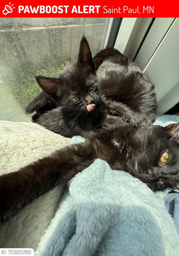 Lost Male Cat last seen Near west exchange building, near Celeste hotel, Fitzgerald theater, green line 10th st train, Saint Paul, MN 55102