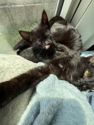 Lost Male Cat last seen Near west exchange building, near Celeste hotel, Fitzgerald theater, green line 10th st train, Saint Paul, MN 55102