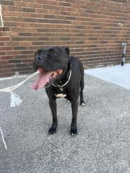 Reunited Female Dog last seen University and 13th ave, Minneapolis, MN 55413
