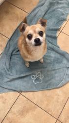 Reunited Male Dog last seen 35th and Deer Vally , Phoenix, AZ 85029