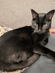 Reunited Male Cat last seen 17th and Roosevelt, Broadview, IL 60155
