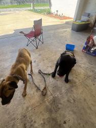 Found/Stray Male Dog last seen 13th and Nantucket , Wichita, KS 67212