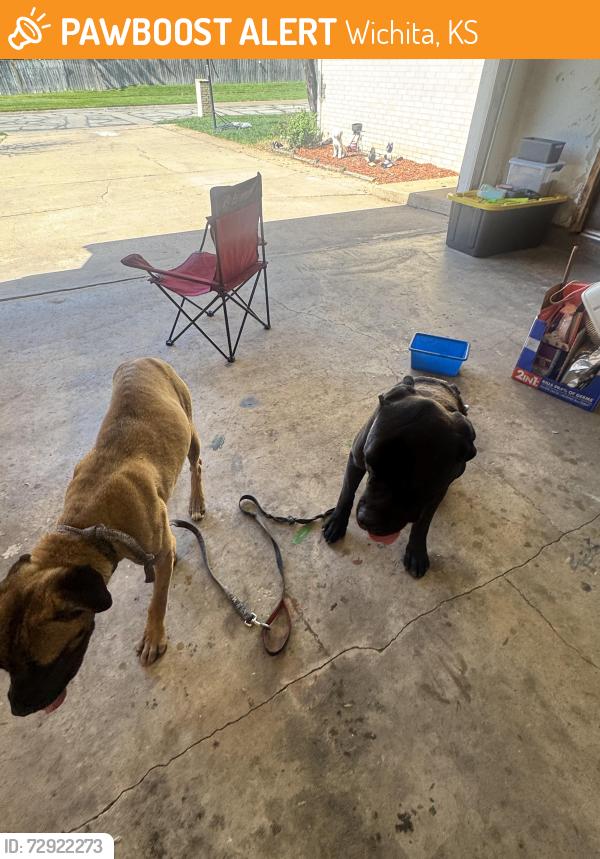 Found/Stray Male Dog last seen 13th and Nantucket , Wichita, KS 67212