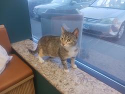 Found/Stray Female Cat last seen 11th av so and southview blvd, South Saint Paul, MN 55075