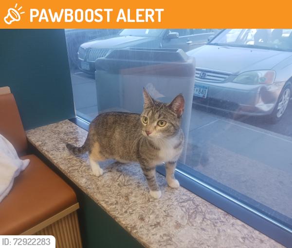 Found/Stray Female Cat last seen 11th av so and southview blvd, South Saint Paul, MN 55075