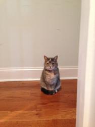 Reunited Female Cat last seen Seminole Street and Gravers Lane, Philadelphia, PA 19118