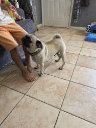 Found/Stray Female Dog last seen Train tracks , Los Angeles, CA 90044