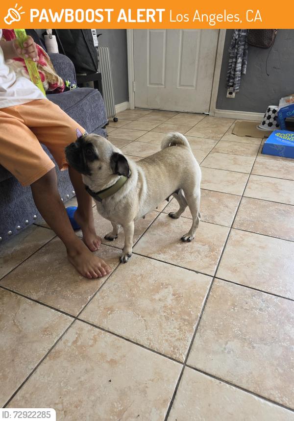 Found/Stray Female Dog last seen Train tracks , Los Angeles, CA 90044