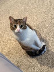 Reunited Female Cat last seen Santorini village. , South Jordan, UT 84095