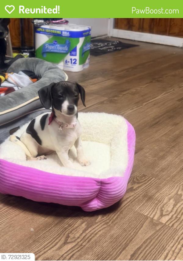 Reunited Female Dog last seen Belleaire and elm st, Knoxville, TN 37921