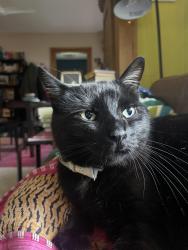 Lost Male Cat last seen Michael st and se 10th street, Ankeny, IA 50021