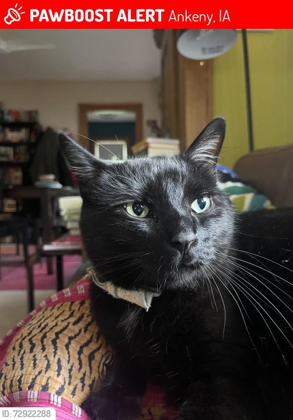 Lost Male Cat last seen Michael st and se 10th street, Ankeny, IA 50021