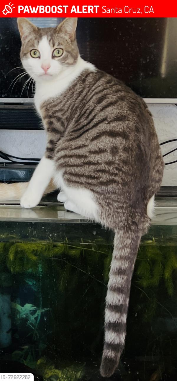Lost Male Cat last seen Alta Ave., Santa Cruz, CA 95060