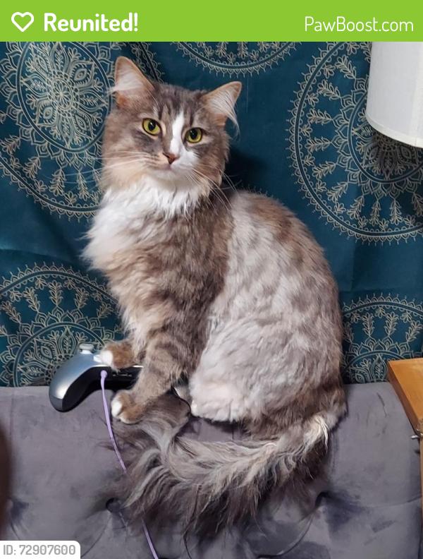 Reunited Female Cat last seen Ting Park, Holly Springs, NC 27540