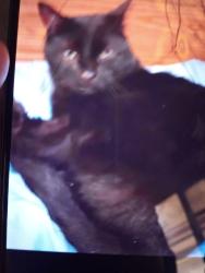 Lost Male Cat last seen Route ll, LaFayette, NY 13084