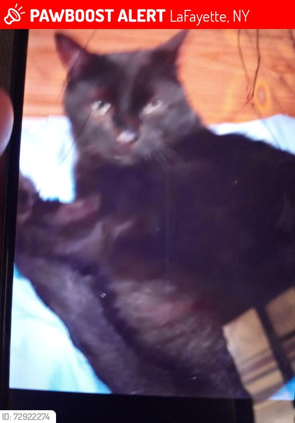 Lost Male Cat last seen Route ll, LaFayette, NY 13084