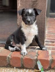 Shelter Stray Female Dog last seen Memphis, TN 38134, Bartlett, TN 38134