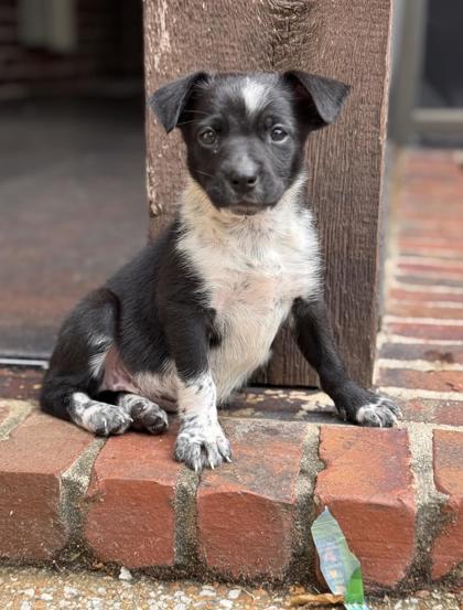 Shelter Stray Female Dog last seen Memphis, TN 38134, Bartlett, TN 38134