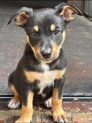 Shelter Stray Female Dog last seen Memphis, TN 38134, Bartlett, TN 38134