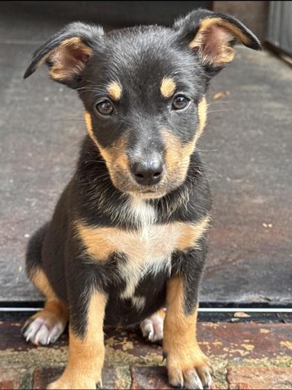 Shelter Stray Female Dog last seen Memphis, TN 38134, Bartlett, TN 38134