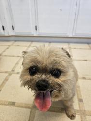 Reunited Female Dog last seen Wallace Rd, West Salem, Oregon, Salem, OR 97304