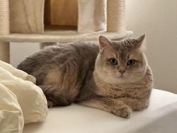 Lost Male Cat last seen middle of Dunrobin Way, Yorba Linda, CA 92887