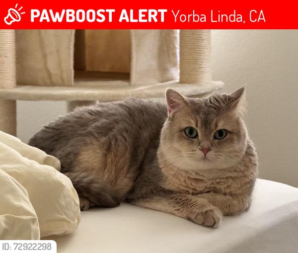 Lost Male Cat last seen middle of Dunrobin Way, Yorba Linda, CA 92887