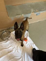 Shelter Stray Female Dog last seen Oakland, CA 94621, Oakland, CA 94601