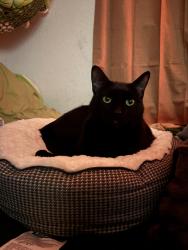 Reunited Male Cat last seen N Pepper Ave/W Rialto Ave near train tracks, Rialto, CA 92376