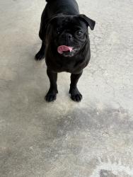 Reunited Female Dog last seen Near Yale St, Irving, TX 75061, USA, Irving, TX 75061