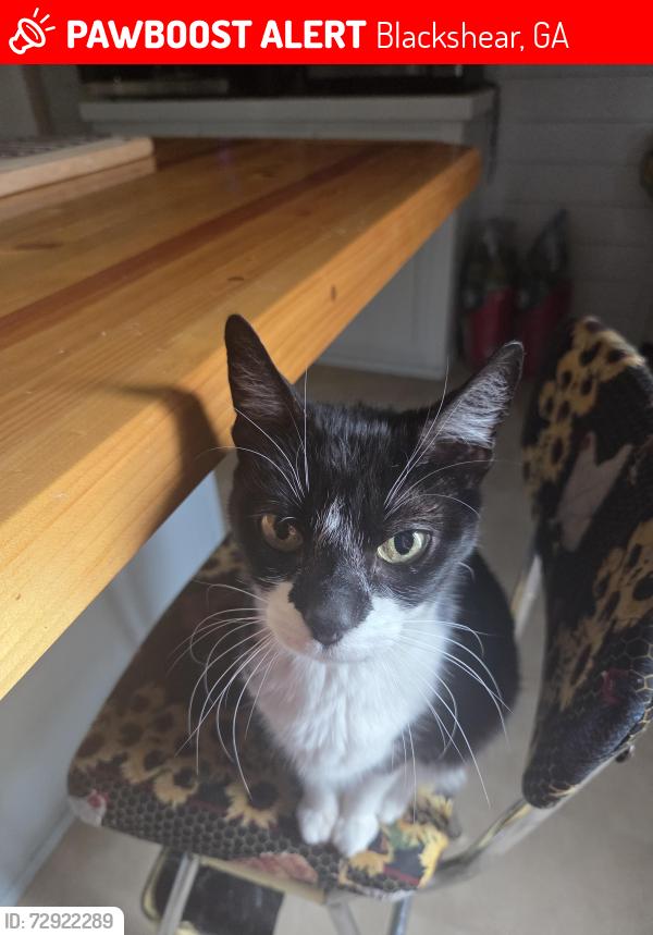Lost Female Cat last seen Old Hoboken road , Blackshear, GA 31516