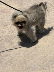 Reunited Unknown Dog last seen Oso and Tuba Streets, Los Angeles, CA 91311