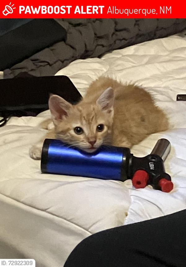 Lost Female Cat last seen Near Salem RD NE ABQ NM 87112, Albuquerque, NM 87112