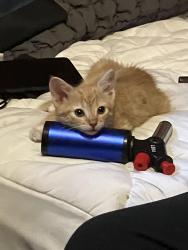 Lost Female Cat last seen Near Salem RD NE ABQ NM 87112, Albuquerque, NM 87112