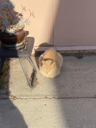 Reunited Male Cat last seen Bloomfield , Cypress, CA 90630
