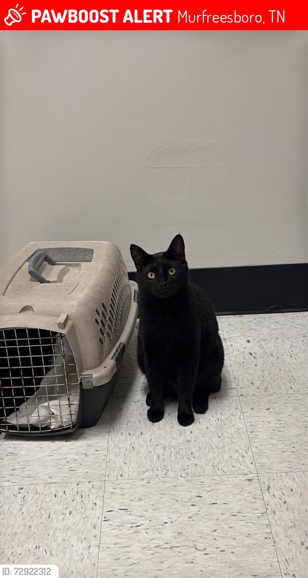 Lost Male Cat last seen Diane St Murfreesboro, Tn, Murfreesboro, TN 37129