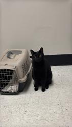 Lost Male Cat last seen Diane St Murfreesboro, Tn , Murfreesboro, TN 37129