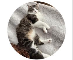 Reunited Male Cat last seen Near SE 27th Ave , Portland, OR 97202