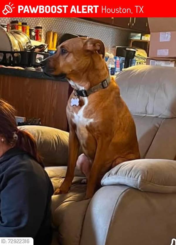 Lost Male Dog last seen Oakway dr, Houston, TX 77346