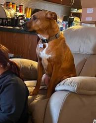Lost Male Dog last seen Oakway dr, Houston, TX 77346