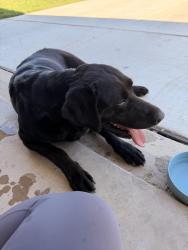 Found/Stray Female Dog last seen Pieper road, New Braunfels, TX 78130
