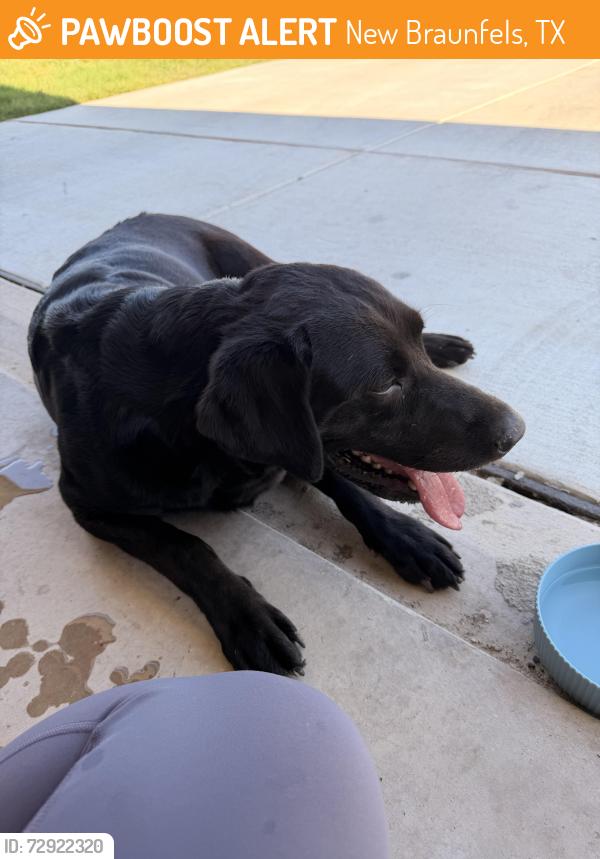 Found/Stray Female Dog last seen Pieper road, New Braunfels, TX 78130