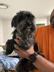 Reunited Male Dog last seen Chisholm Trail and Stagecoach, Pantego, TX 76013