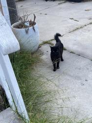 Lost Male Cat last seen Bloomfield , Cypress, CA 90630
