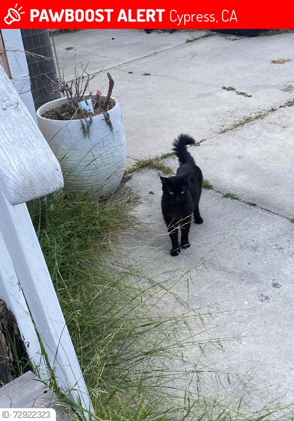 Lost Male Cat last seen Bloomfield , Cypress, CA 90630