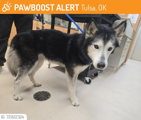 Found/Stray Unknown Dog last seen Crosstown Church of Christ, Tulsa OK, Tulsa, OK 74103