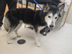 Found/Stray Unknown Dog last seen Crosstown Church of Christ, Tulsa OK, Tulsa, OK 74103