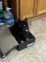 Lost Male Cat last seen Brent st, Thompson st, Yarbrough st, Longview, TX 75604