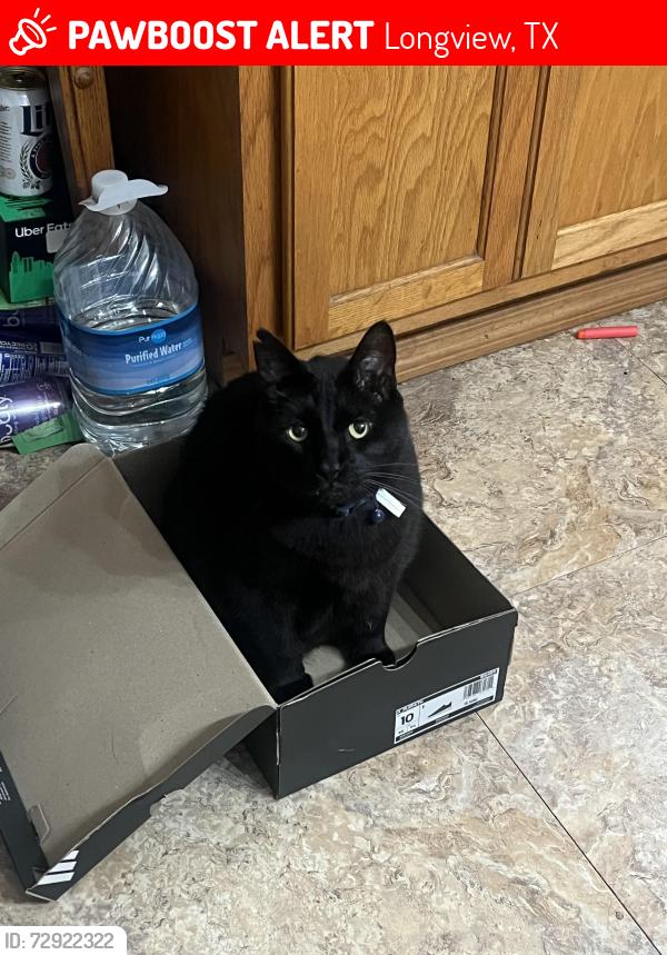 Lost Male Cat last seen Brent st, Thompson st, Yarbrough st, Longview, TX 75604